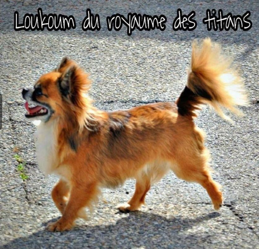 Loukoum (dit karma) Du Royaume Des Titans